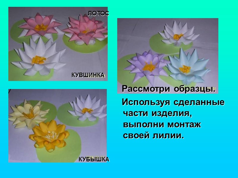 КУБЫШКА КУВШИНКА         ЛОТОС   